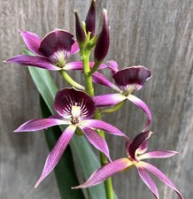 Guarechea Miva Etoile Noire - 4” Pot - Fragrant