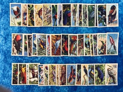 Tropische Vögel EINZELNE Teekarten von Brooke Bond 1961 blaue Rückseite