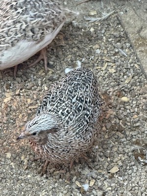 36 COTURNIX QUAIL HATCH EGGS NICE rare colors all cage bred ships USPS PRIORITY