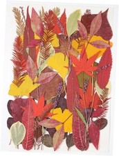 Large Bulk Fall Dried Pressed Leaves for Craft, Real Dry Natural Autumn Leaves