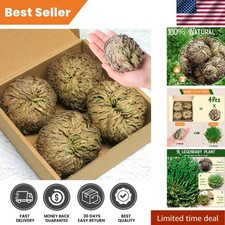 4-Pack Large Dried Rose of Jericho, Selaginella Resurrection yellow