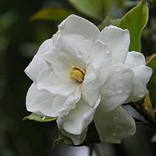 GARDENIA (type) Fragrance Oil to craft Candles Soaps Lotions Bath products