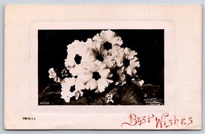 RPPC Sutton & Sons Reading England Flowers Primula