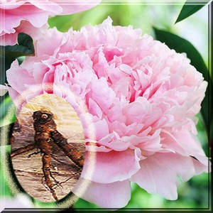 4 Peony Root Sarah Bernhardt Peony Live Plant 2 Eyes 6 Root Ebay