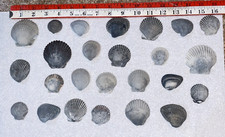 25 Gray Grey Scallop Sea Shells Mid Atlantic Beach Crafting Seashells 1" - 2.5"