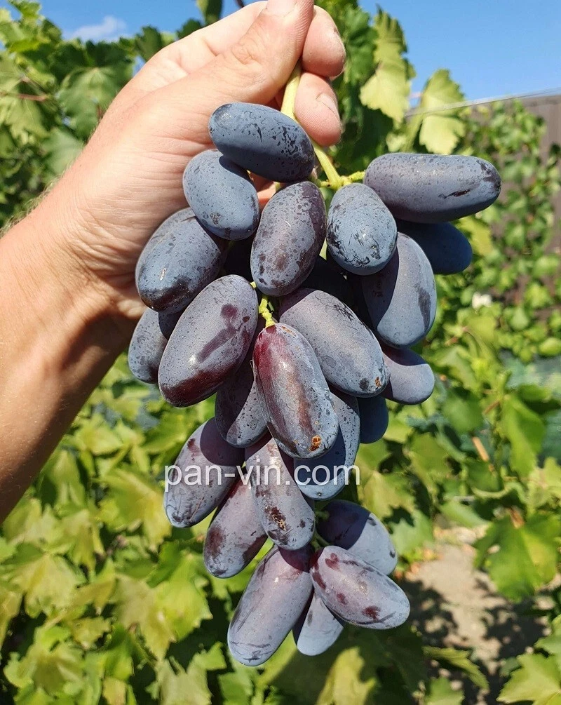 Pompeii SEEDLESS GRAPE VINE- 5 cuttings for rooting/grafting- imported ,Ukraine