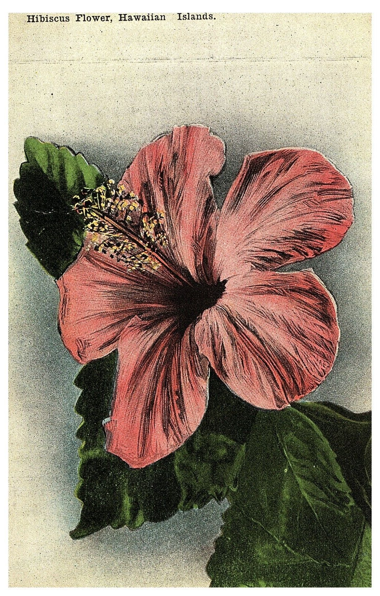 Pink Hibiscus Flower Hawaiian Islands c1910s Island Curio Co