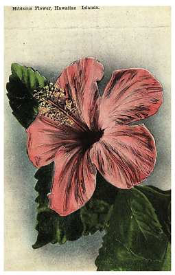 Pink Hibiscus Flower Hawaiian Islands c1910s Island Curio Co