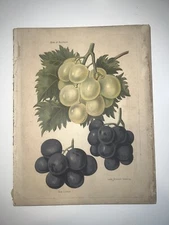 1894 Original Vintage Chromolithograph Grapes Botanical Garden Fruit Lady Downe