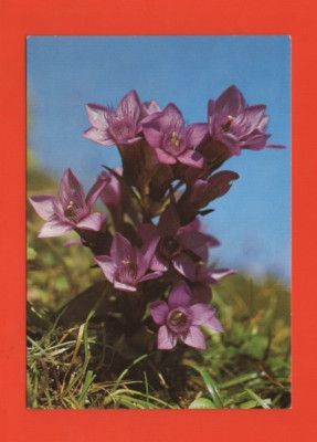 German Gentian (Ref. A8657) | eBay