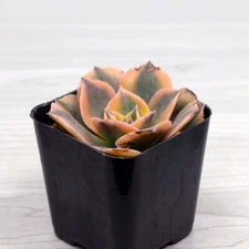 Aeonium - Sunburst Copper Pinwheel : Succulent Plant In 2" Pot