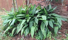 5 Cast Iron Plant Bulbs/Green Aspidistra Roots-Hardy Drought Tolerant-EZ To Grow