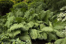 20 Ostrich Fern Roots - Matteuccia struthiopteris - Bare Roots