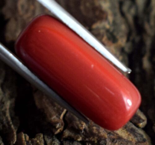 10,25 ct/19 mm Italienische Rote Koralle Natürlicher Zylindrischer Edelstein Zertifiziert B89402 - Bild 2 von 8