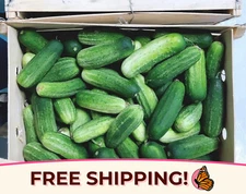 250+ Cucumber Seeds 'Boston Pickling' | Heirloom, Non-GMO, Vegetable Gardening