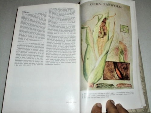 INSECTS : THE YEARBOOK OF AGRICULTURE 1952 - Picture 9 of 12