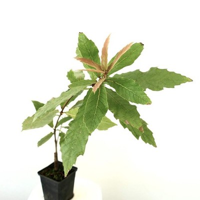 Quercus rhysophylla cv 'Maya' 25-65cm | Loquat-leaf oak | Mexican oak - Loquat-l