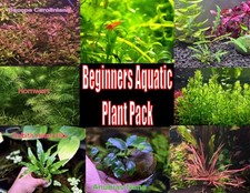 Beginners Aquatic Plant Pack Live Aquatic Plants Freshwater Aquarium Plants