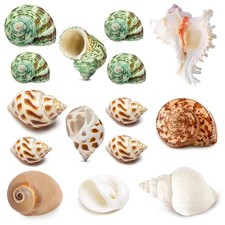 QEQEKAKA 15PCS Hermit Crab Shells 7 Types Natural 15pcs 7types