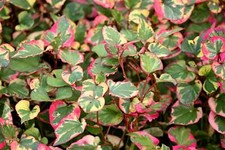 Houttuynia cordata ‘Chameleon’ (Harlequin plant) - Marginal pond plant - MP044