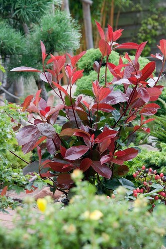 Photinia fraseri 'Red Robin', Glanzmispel, rot, 40–60 cm - Bild 11 von 14