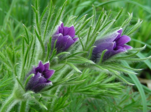 Pasque Flower : 50 Seeds : Pulsatilla vulgaris : Purple, White, Red - Picture 7 of 10
