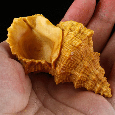 8 X 5 X 4.5 CM Carved Boxwood Carving Figurine Netsuke - Conch