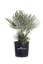 Pianta di Chamaerops Humilis Compacta Palma Nana vera ornamentale da esterno
