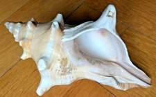 Riesengroße Muschel, 17 cm lang, guter Zustand