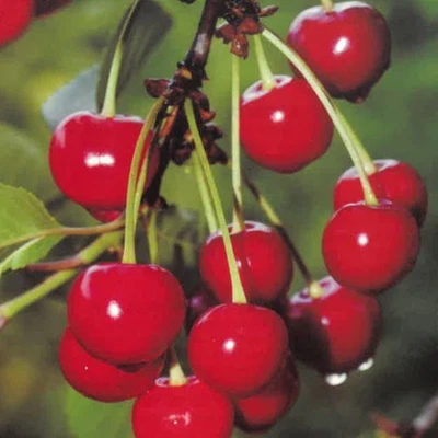 PIANTA DA FRUTTO CILIEGIA MORETTA DI VIGNOLA in vaso 20 età 2/3 anni (foto reali