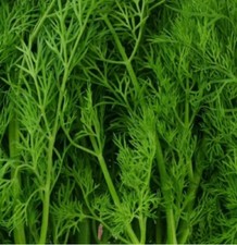 Organic Dill Aneth 100+ Seeds, Non-GMO - Heirloom