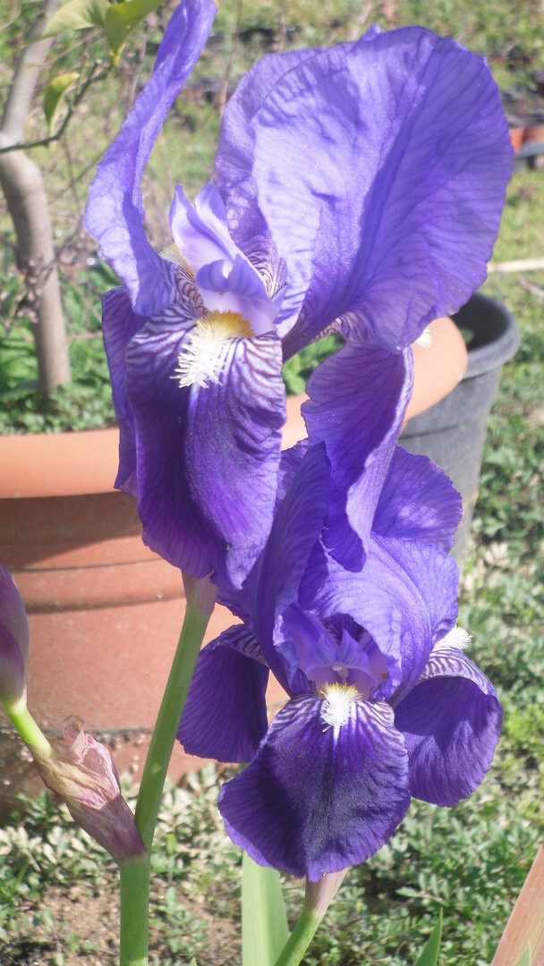 10 Semillas de Lirio azul (Iris germanica) seeds