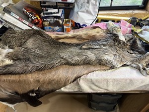 Tanned Mule Deer Taxidermy Package