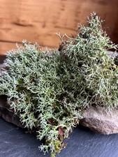 Live Fresh Reindeer Moss- 10  x10  Bag -Uses Bonsai, Terrarium, Vivarium, Garden