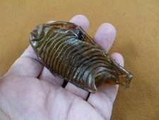 (s800-190) Custodia per uova 4" Australian Swell Shark Cefaloscyllium Laticeps