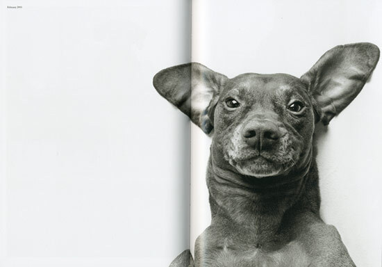 Thumbnail - Kubrick The Dog. Geschenkausgabe. Sean Ellis