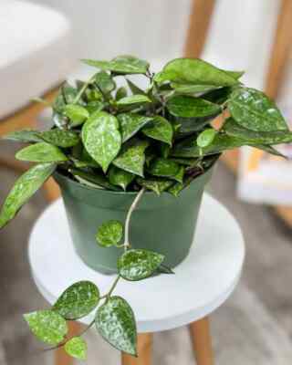Hoya Black Margin | Live Indoor & Outdoor Tropical Houseplant in 6'' Pot