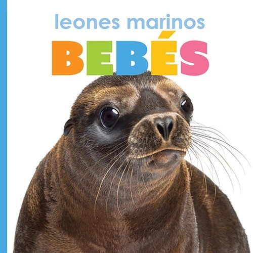 Leones Marinos Bebs by Kate Riggs (Spanish) Paperback Book