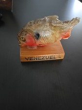 Red Belly Taxidermy Piranha Mount...Have you ever touched a piranha before?