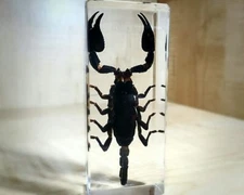 LARGE Black Scorpion in Resin, Oddities, Heterometrus liangi