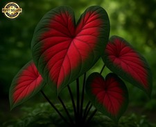 Royal Flush Caladium Bulbs For Planting - Great Indoor Plants