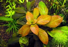 7 Stems Ludwigia Ovalis Easy Live Aquarium Pond Aquatic Plant