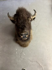 Bison Head Taxidermy – From Ray “Crash” Corrigan’s Steakhouse - READ DESCRIPTION