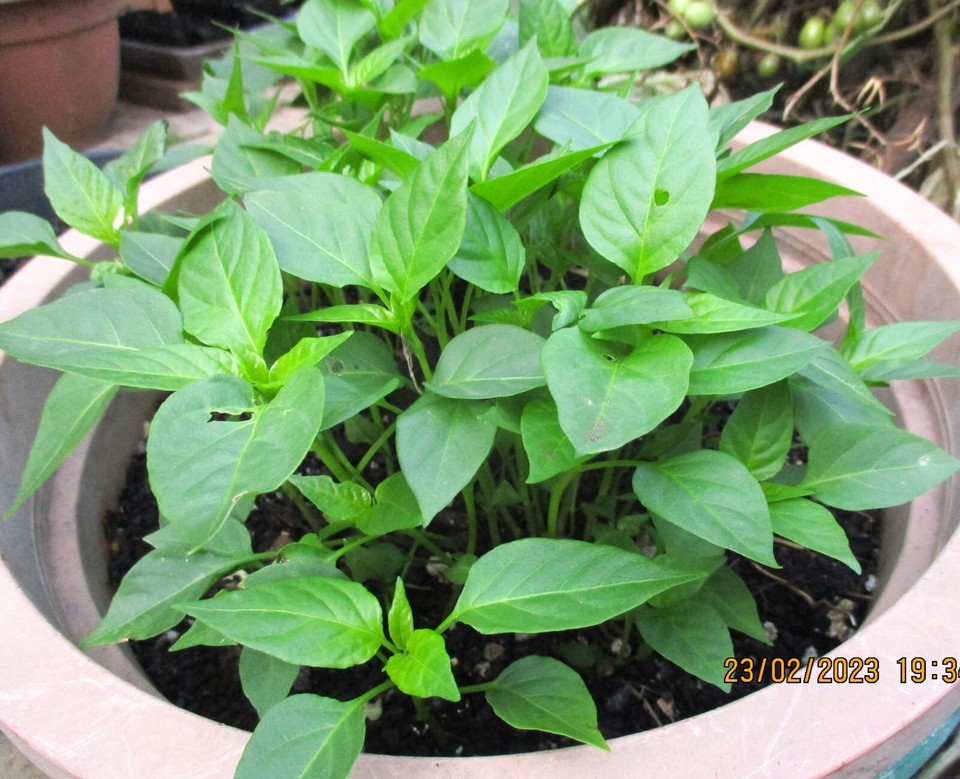 THAI TABASCO CHILLI PLANT AFRICAN BIRDS EYE CHILLI PLANT about 11cm to