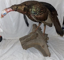 Life Size Wild Turkey On Driftwood Taxidermy Mount 39” Long 30” Wide  28” Tall