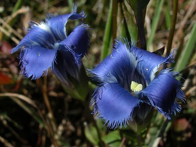 gentian blue plant Gentiana 'True Blue' Bottle Gentian
