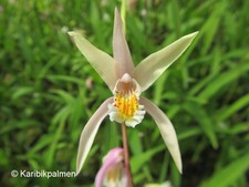 Bletilla coritani - gelb-rosa Gartenorchidee - Winterharte Pflanze Japanorchidee
