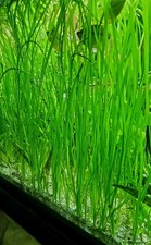 6 Vallisneria Jungle Val Bunch Live Aquarium Plants BUY2GET1FREE beginner tank