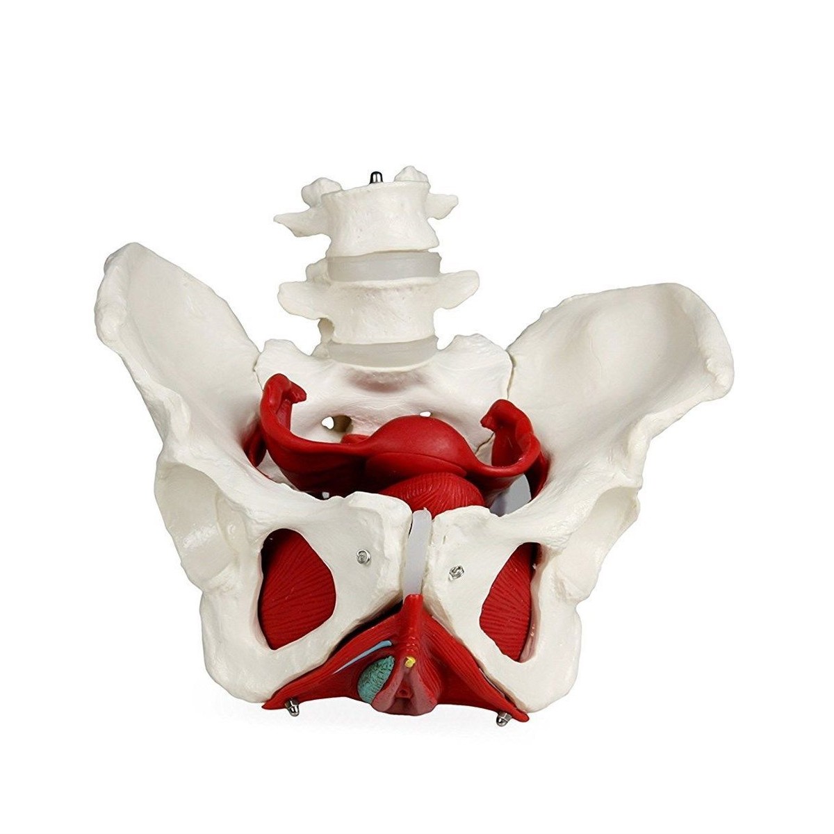 3D Female Pelvic Floor Model Pelvic Model Life Size Pelvis Ical Model Female Pelvic Model With Muscles For Bone Model For Displaying In Classrooms And Doctor's Offices