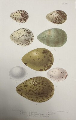 Antique 1904 Snipe Bird Eggs Chromolithograph Print Birds Of The British Isles